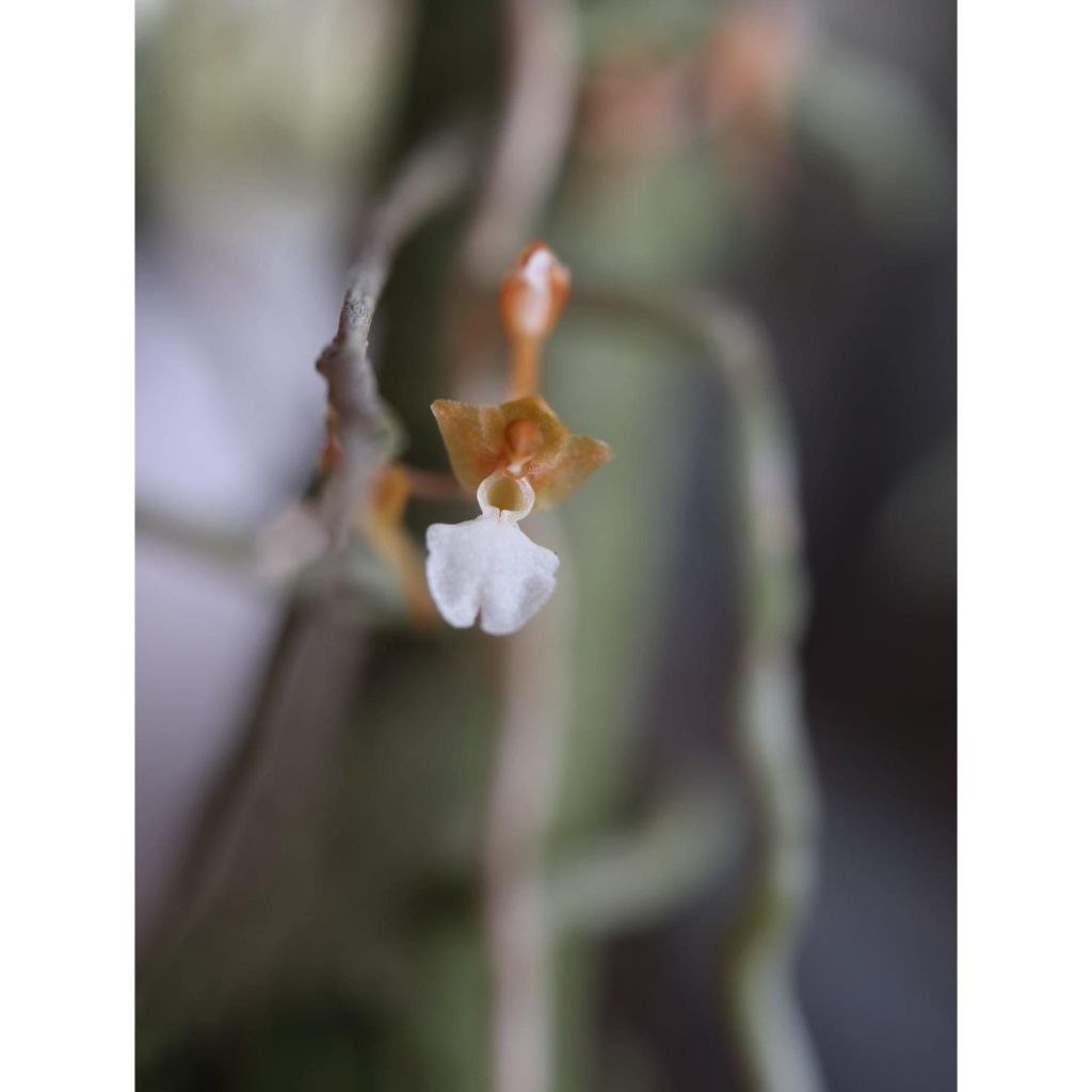 噢葉design  "Microcoelia cornuta-小腹腔蘭"  蘭花、塊根植物、圓葉花燭、蔓綠絨、鹿角蕨