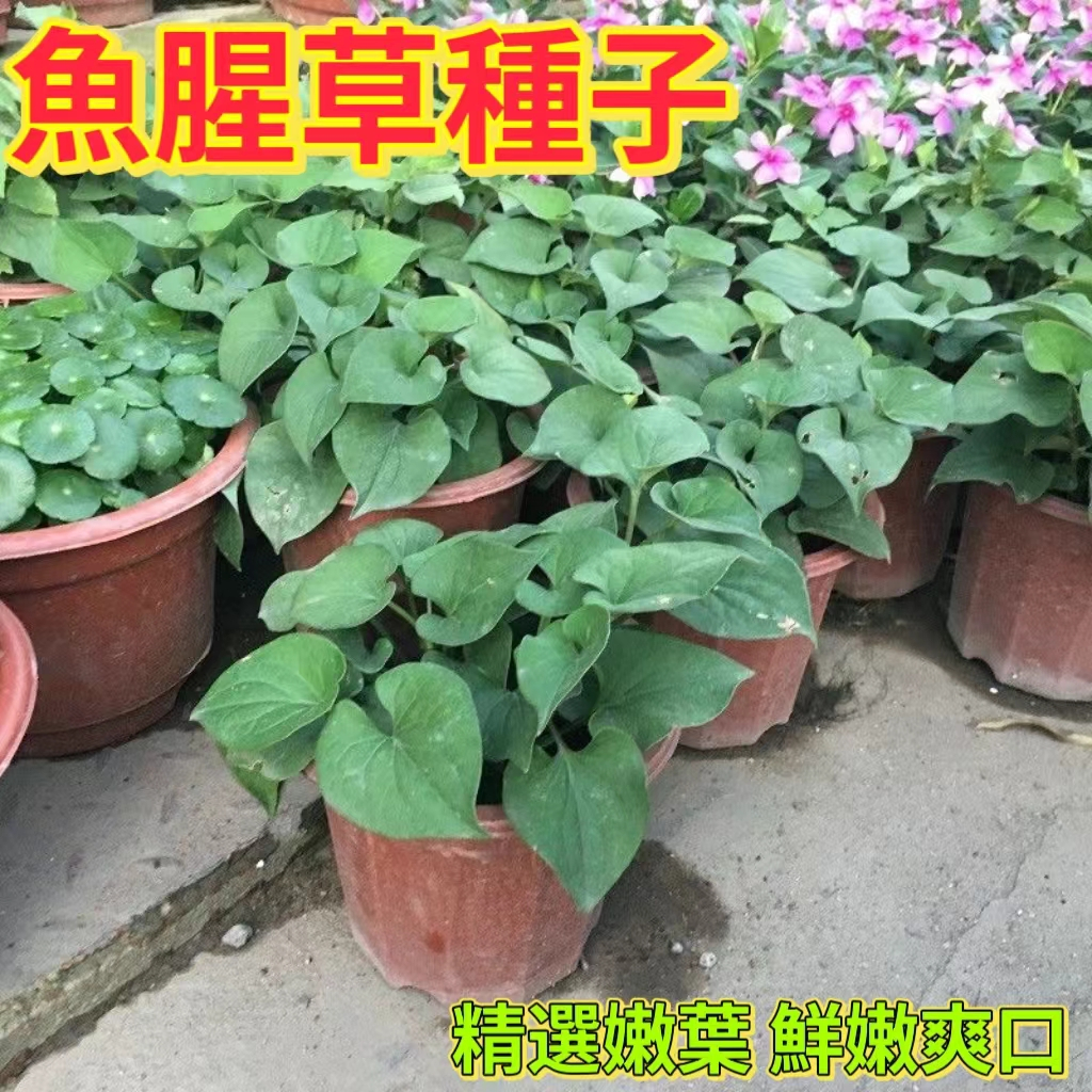 🔥魚腥草種子🍓又名折耳根種子壓根可涼拌 養生清熱解毒提高免疫力發芽率高 蔬菜野菜嫩根葉子