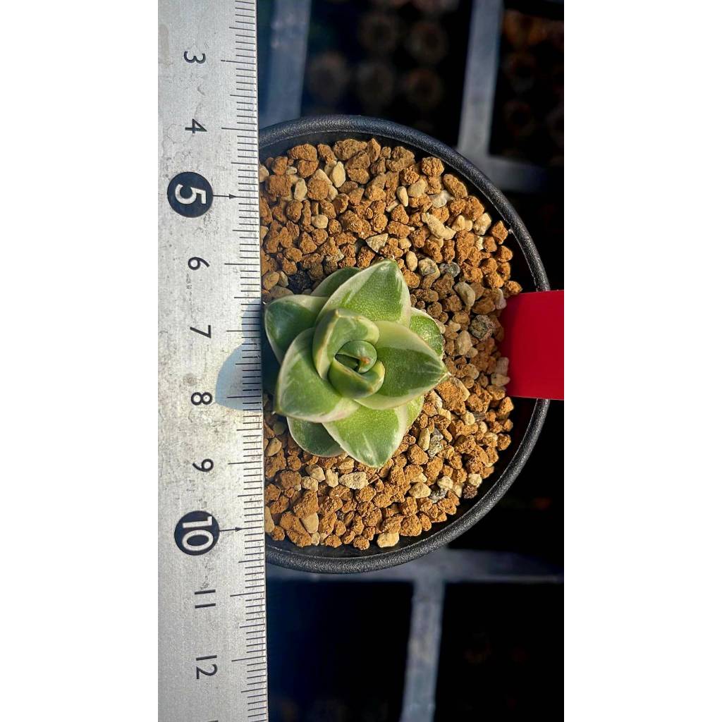 【綠色植緣】Agave titanota♕ A型笹之雪白覆輪Pinky  -龍舌蘭 / 多肉 / 嚴龍 /交種 / 蘆薈