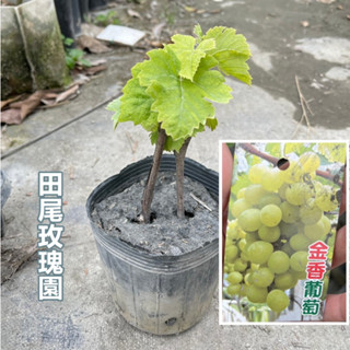 田尾玫瑰園 l 金香葡萄、葡萄苗【4.5吋黑軟盆 高度約15cm】水果苗 著果率高 產量穩定 釀酒最佳選擇品種