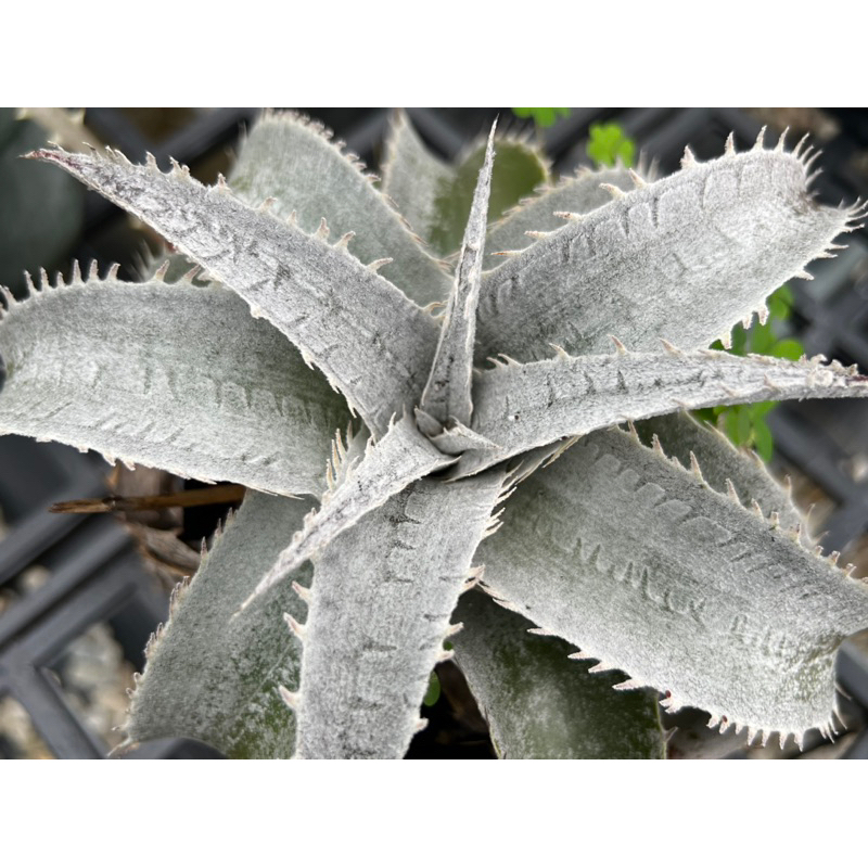 幽浮野草鋪🌿 銀龍 Dyckia marnier-lapostollei 沙漠鳳梨 捲葉 白粉 強曬 經典款 銀白