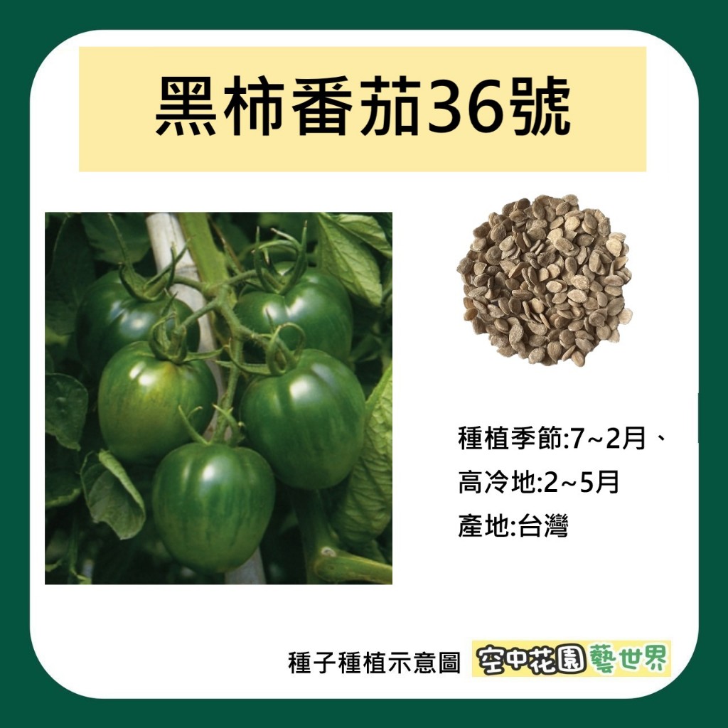 【台灣出貨 電子發票】黑柿番茄 36號 種子 5粒 菜籽 番茄 番茄炒蛋 西紅柿 空中花園藝世界