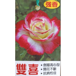 玫森 莫內玫瑰花 雙喜玫瑰花 7-8吋盆 觀花植物