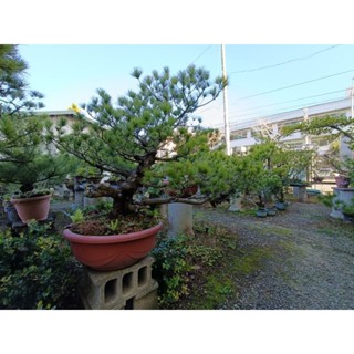 五葉松/大型盆栽/樹齡25年以上（已售出）