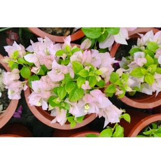 7吋大盆(特殊新品種-秀容粉/儲秀宮-仕女出浴) 九重葛特殊色花瓣 三角梅植栽盆栽花盆多花花瓣長花期