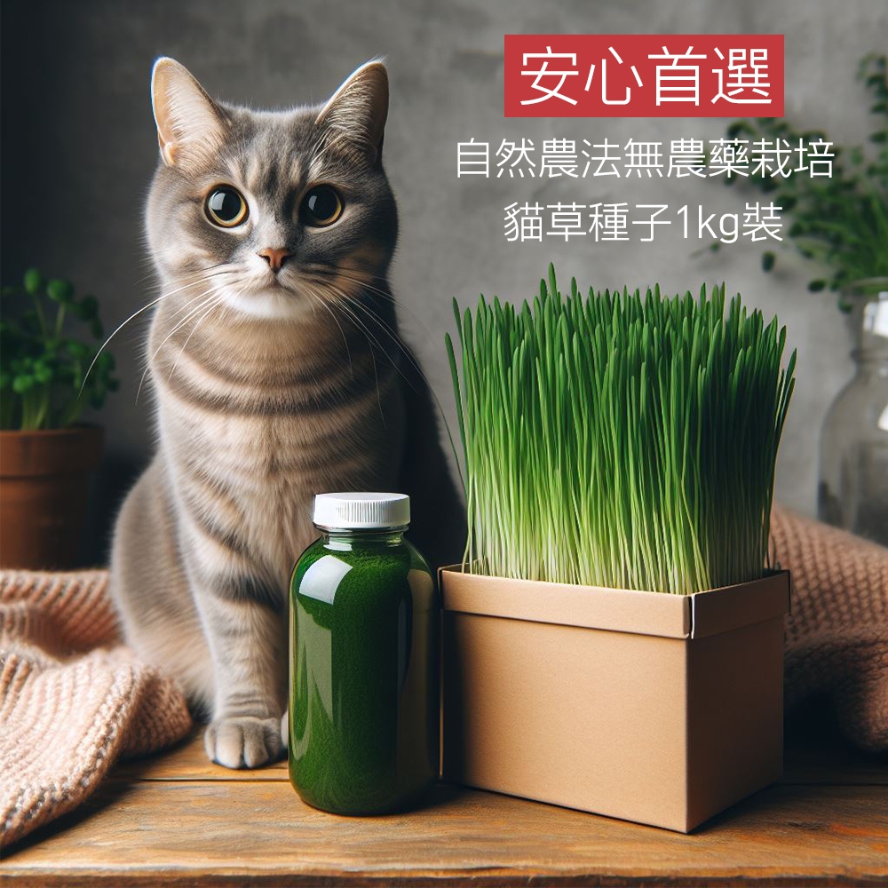 台灣 小農 自然農法 小麥草 種子 貓草 貓草種子 1公斤/包 大包裝 無農藥 無藥劑處理 可做 小麥草汁 種植