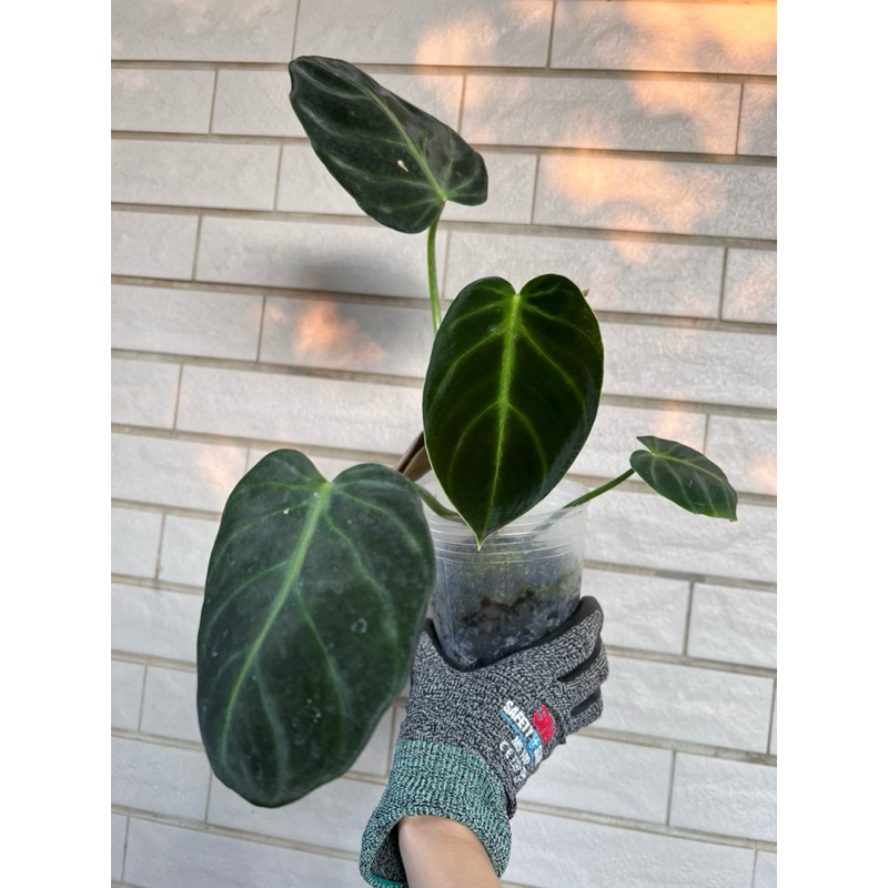 奢華蔓綠絨Philodendron luxurians 一盆兩株