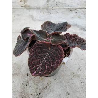 喜蔭花 'Strawberry Patch' 草莓波紋 4吋盆