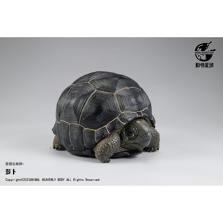 動物星球 動物星雲 心寬體胖 亞達伯拉象龜 現貨 可用關注禮折價 小亞達 象龜模型 陸龜 烏龜 模型 公仔 動物 潮玩🐢