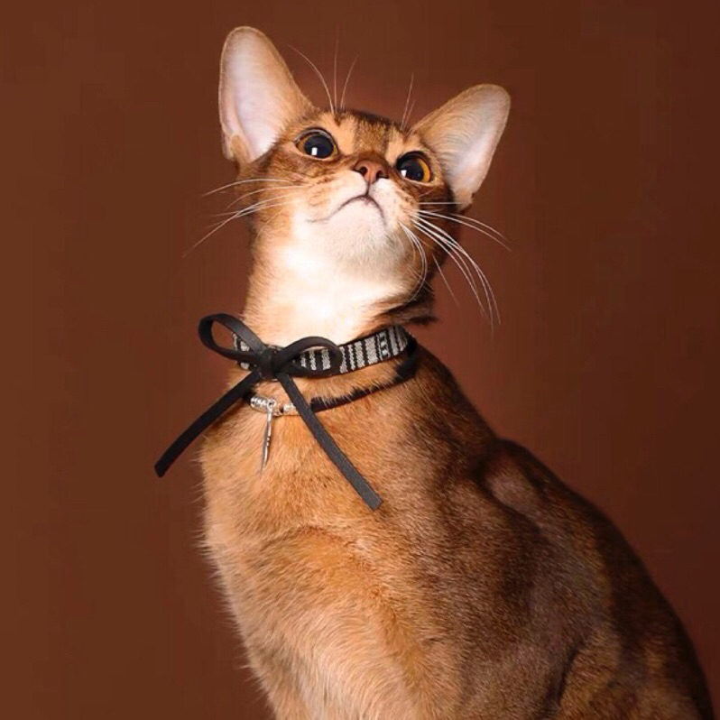 【碰瓷貓】埃及 羽毛 貓項鍊 - 布項圈 項圈 寵物 質感 飾品 貓咪 勃圈 領結 送禮 生日禮物 頸圈 衣領