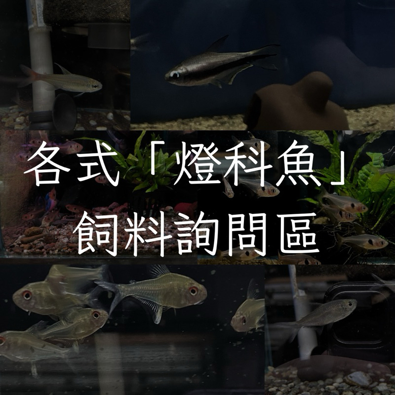 ［陶弟弟］各式「燈科魚」飼料詢問專區 可面交/超取 飼料 餌料 燈魚 小型 鯉科 斑馬 磚魚 日光燈