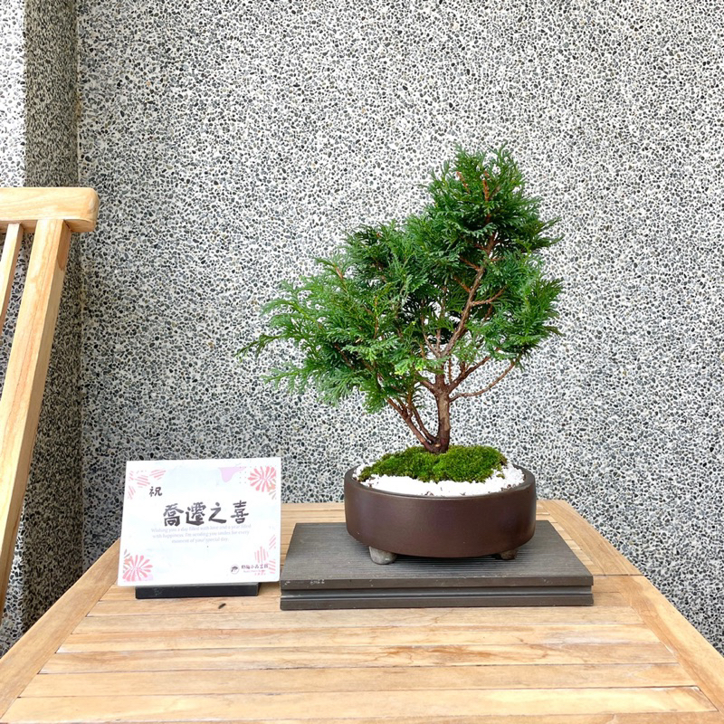 《野趣小品盆栽》日本青檜．津山檜09送禮（不含展示座）