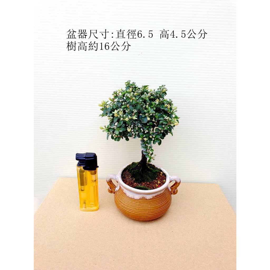 姬水蓮木 小品盆栽 植栽