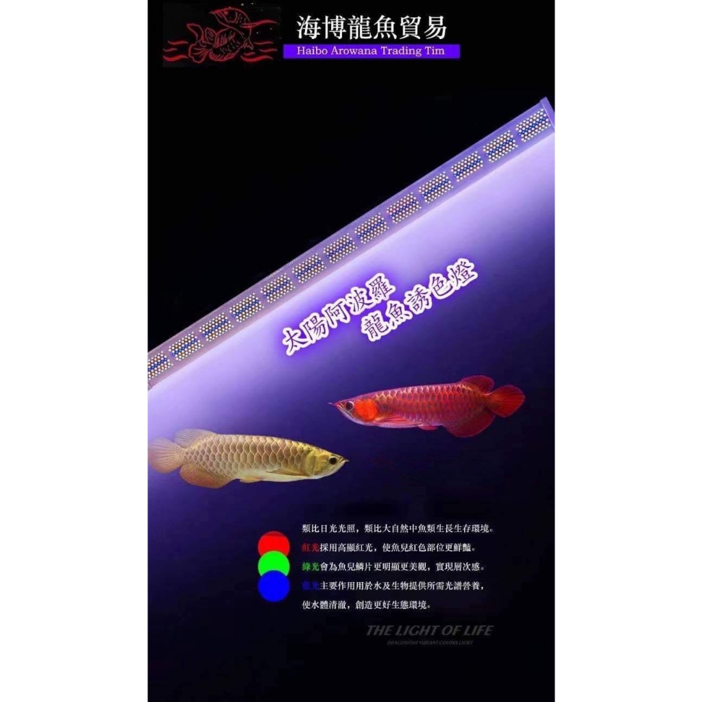 ⭐️魚寶妹水族⭐️免運 太陽阿波羅 專業龍魚LED燈 可定時可調光 增豔燈/紅龍燈/金龍燈/增豔誘色/觀賞魚通用/金魚燈