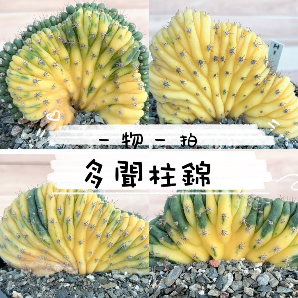 🌵✧植得栽✦【多聞柱錦】一物一拍/仙人掌/多肉植物/療癒小物/植物/Echinopsis pachanoi/多聞柱錦綴化