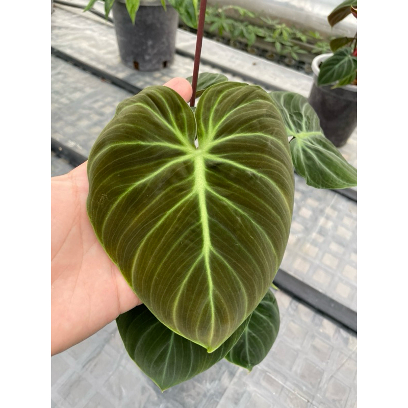 Philodendron Coco Red 巧克力紅蔓綠絨