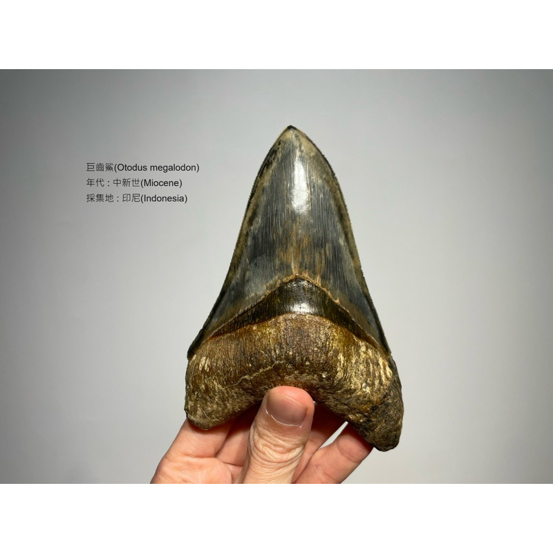 (展示）化石 巨齒鯊牙 鯊魚牙 鯊魚 牙齒 標本 擺件 真品 裝飾 印尼 黑色
