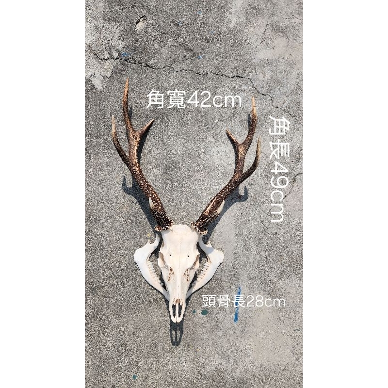 🦌🦌🦌(鹿角專賣店)台灣梅花鹿 中型公鹿頭骨骼標本