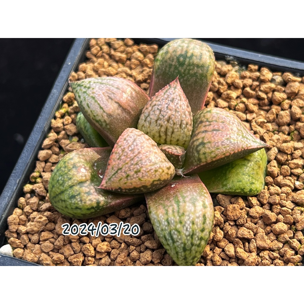 03/20 壽實生 多肉植物 阿福花科 十二卷屬 創畝多肉