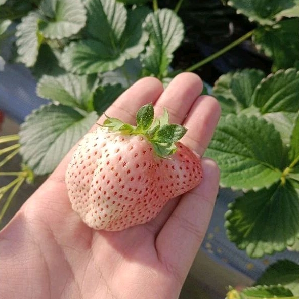 «草莓苗🍓» 雪櫻 ゆきざくら 2023日本白草莓最新品 日系草莓苗