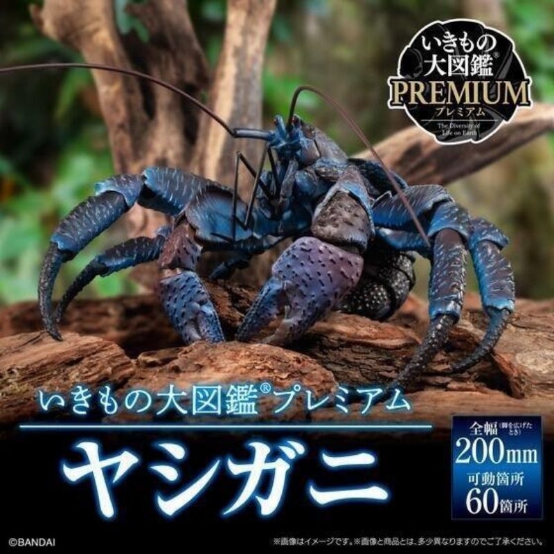 現貨 萬代 魂商店 生物大圖鑑 Premium 椰子蟹 盒玩