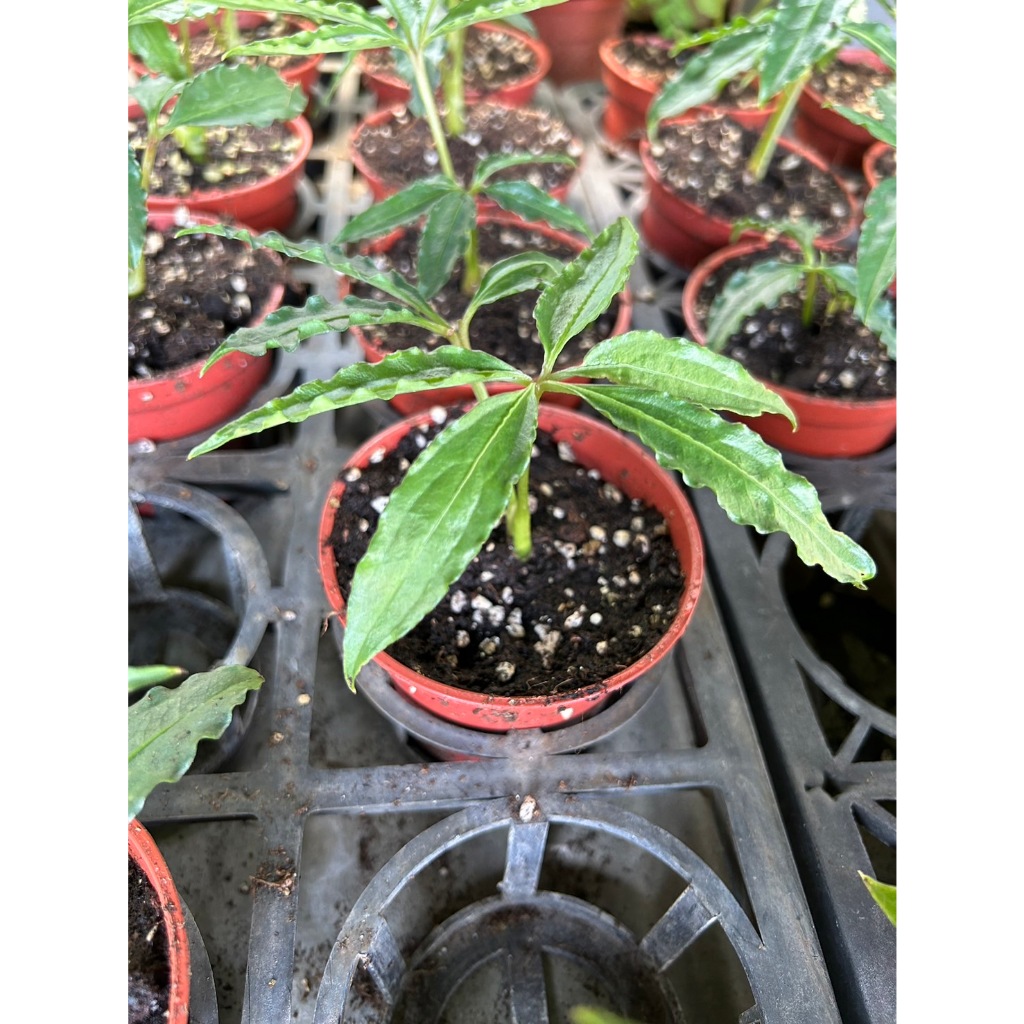 植系青屬-麻葉花燭/Anthurium polyschistum/鵝掌花燭/觀葉植物/雨林植物/3吋盆