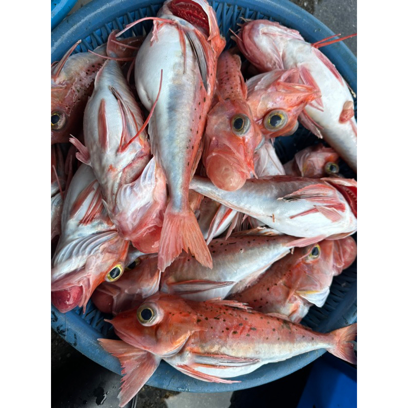 藍海鮮魚-宜蘭大溪漁港現流「角魚 雞角魚 尖棘角魚」