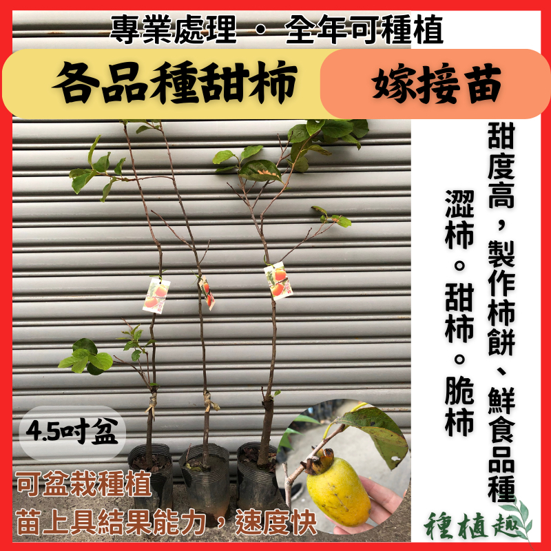 ［種植趣］新品種 甜柿 脆柿 柿子 澀柿 嫁接 日本 花御所柿 次郎 早秋 富有 蜜柿 筆柿 水柿 紅柿 牛心柿 果樹苗