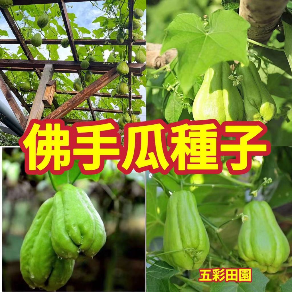 🔥台灣 免運【佛手瓜種子 】三款 佛手瓜  白皮佛手瓜 佛手瓜種子 千金瓜種子 進口蔬果 種子 發芽率 100%