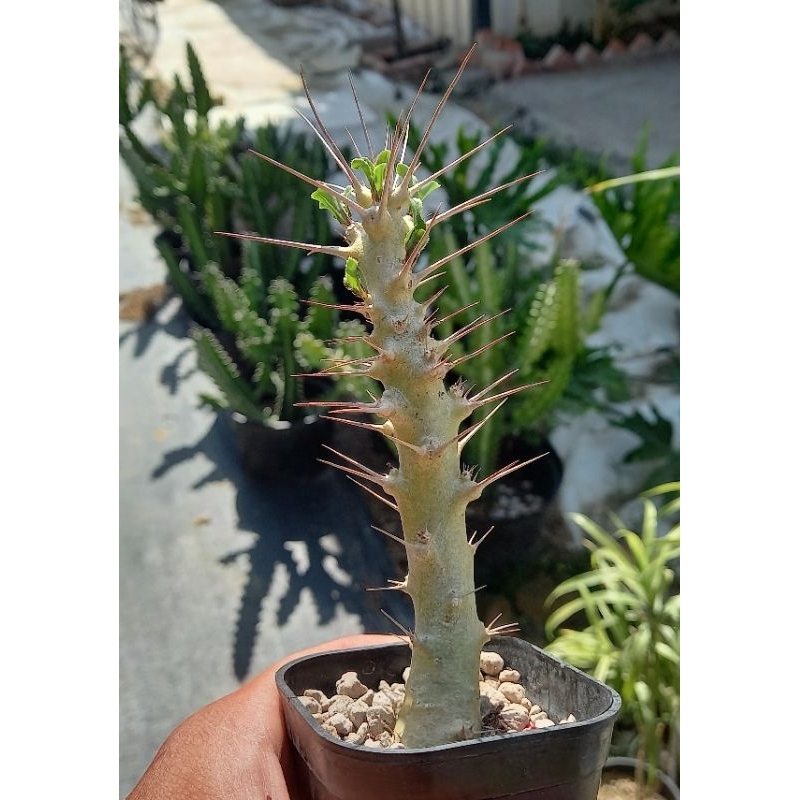 《多Root肉》夾竹桃科-白馬城Pachypodium saundersii 多肉植物 非洲植物