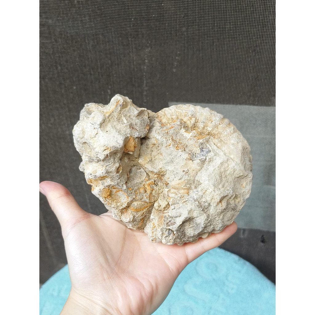 《瑜坊》菊石 鸚鵡螺 化石 NO.3 約14*10.5*6 cm＊重約 0.862 kg 無拋光 無底座 實拍