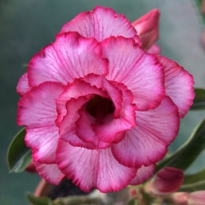 沙漠玫瑰（春櫻漫舞）"6"吋盆 “莖幹”很粗壯 重瓣品種
