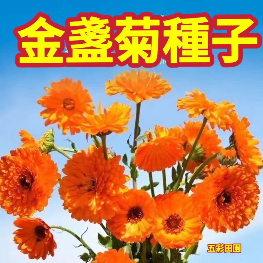 免運 金盞菊種子 四季花種子 四季可種植 重瓣 金盞花種子 室內盆栽 種子 花草庭院種子 花卉花海 發芽率100%