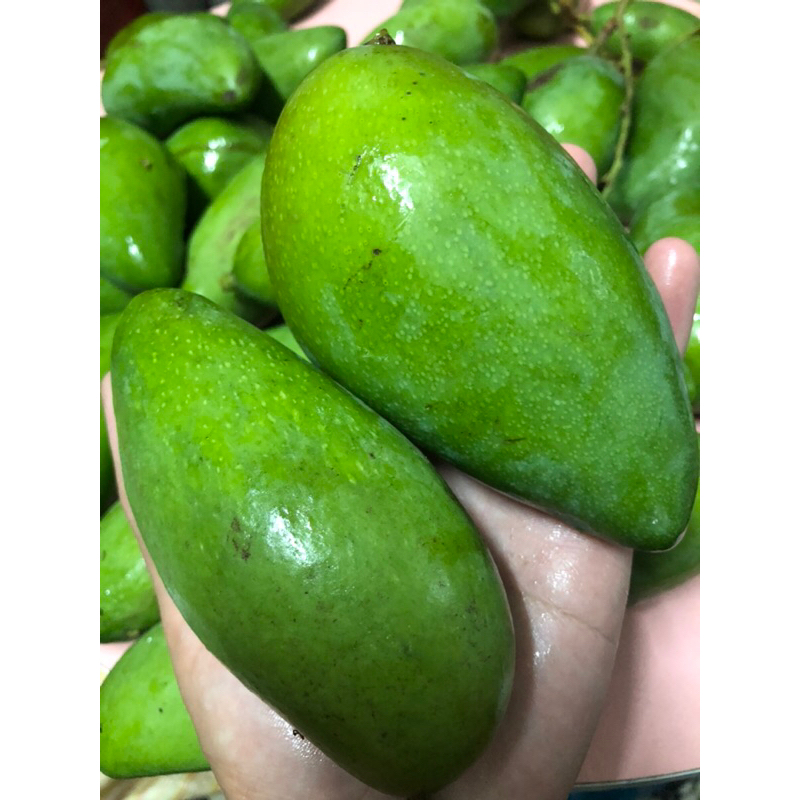 現貨 金煌芒果青（約1～2顆）一斤 生鮮青芒果 情人果 芒果青mangga muda mango segar 600g
