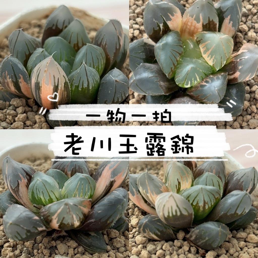 🌵✧植得栽✦【老川玉露錦】一物一拍/百合科/玉露/阿福花科/十二卷/多肉植物/玉露錦/百合/植栽/多肉