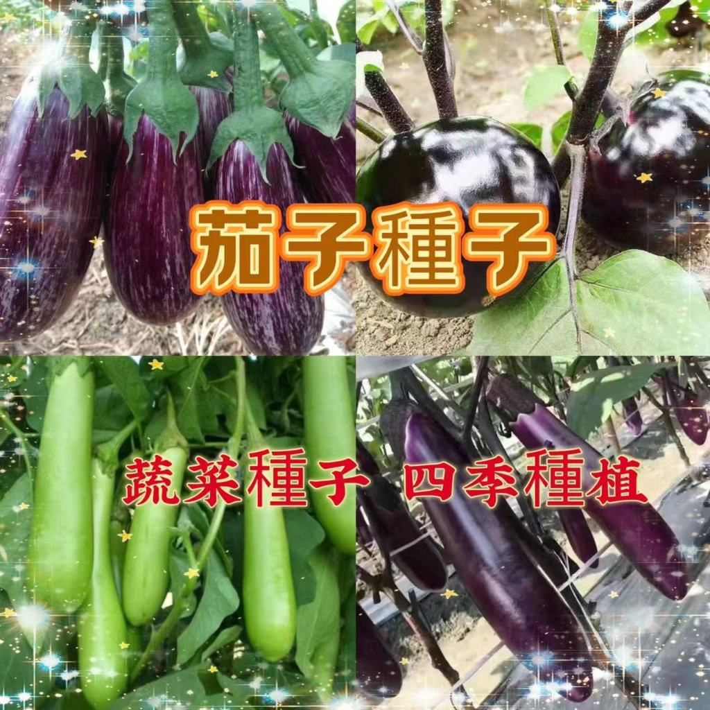 【買二送一】茄子大全種子 超多款 茄子種子 四季種植種子 雞蛋白茄 綠園茄 綠長茄種子 高產型蔬菜種子當季蔬菜種子高產易