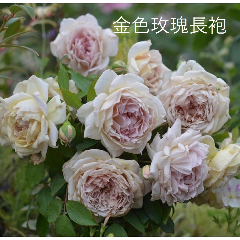 金色玫瑰長袍 玫瑰 三吋花苗 蔓性玫瑰