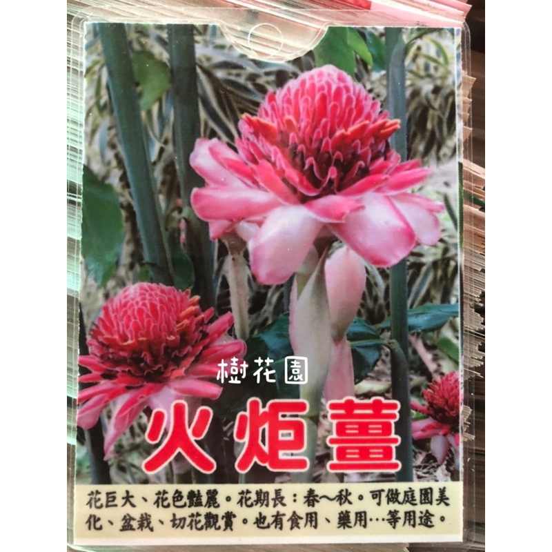 樹花園～火炬薑、瓷玫瑰、菲律賓臘薑花