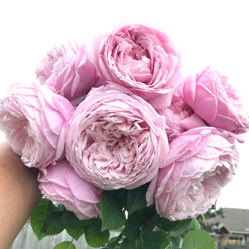 《自由精神》英國玫瑰 蔓性玫瑰 藤本月季 四季開花 玫瑰 薔薇  月季 三寸半苗 自產自銷
