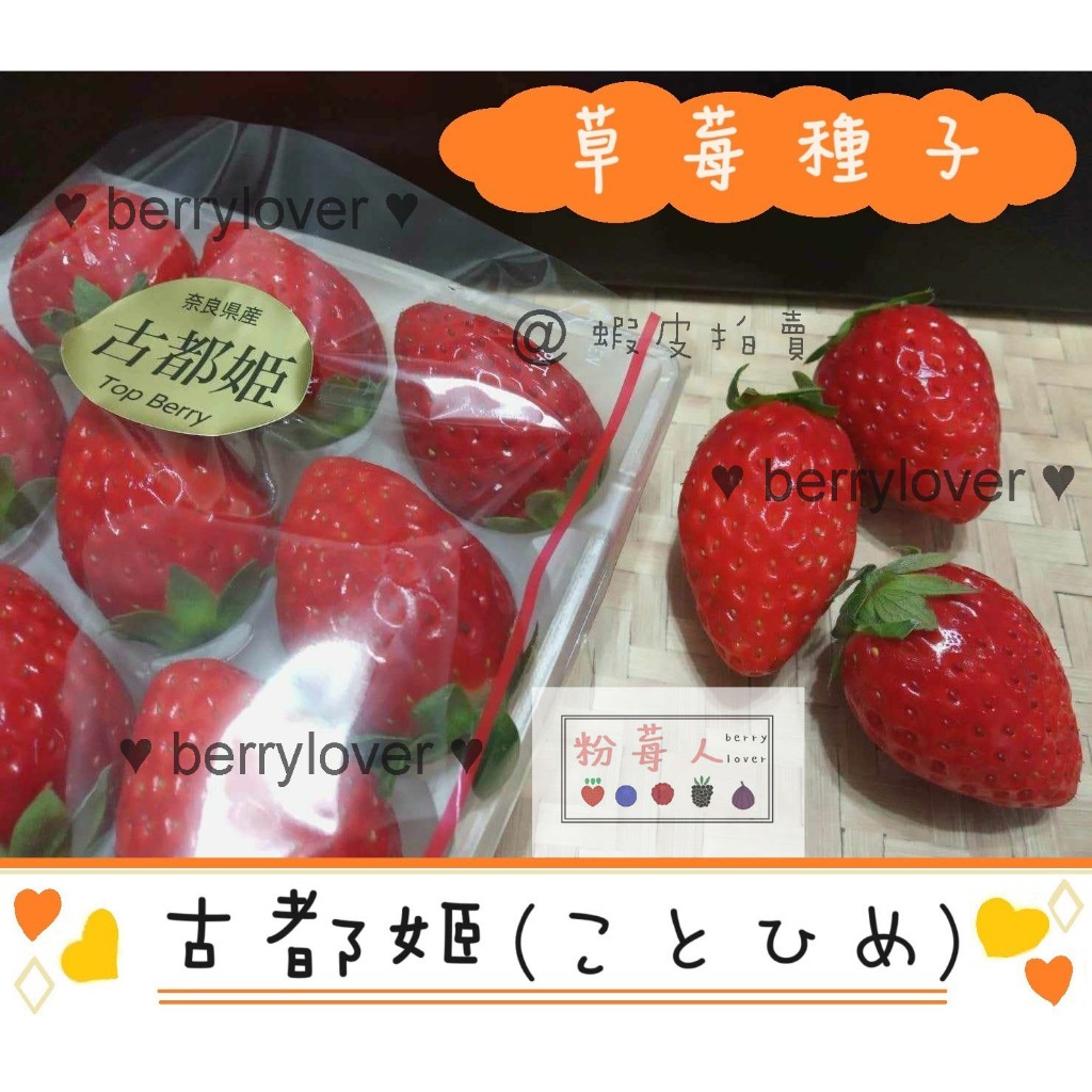 ❤️粉莓人🖤日本草莓  草莓種子 古都姬