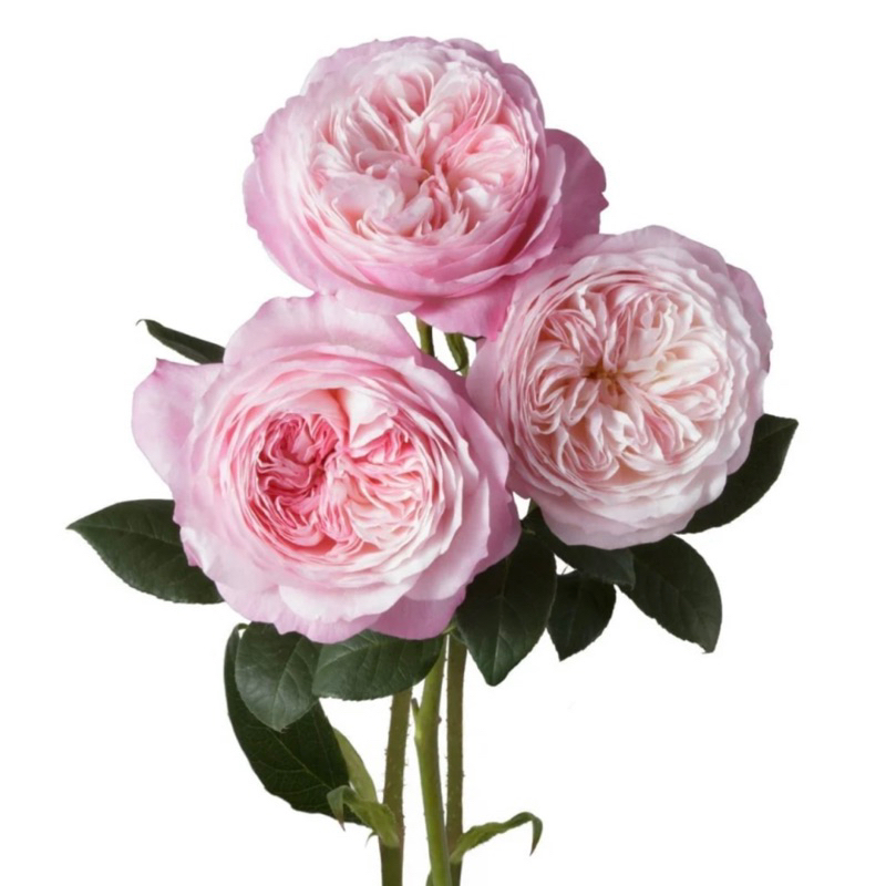 《康斯坦斯》康斯坦茨  切花玫瑰 英國玫瑰 灌木、半蔓性玫瑰   月季 薔薇 玫瑰 三寸半苗