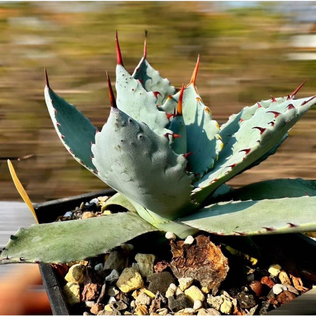 【綠色植緣】Agave titanota♕ 交種-紅寶石-穩定紅色背痘+甲屈型態  -3吋穩根-龍舌蘭 / 多肉/ 嚴龍