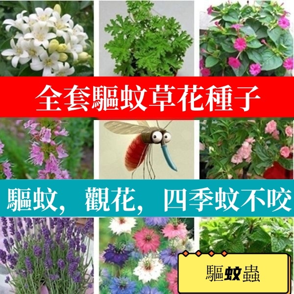 🔥🔥【十七款驅蚊草種子】夏秋季驅蚊草種子除蟲菊 羅勒 迷迭香 艾草 薄荷 香茅草 香料種子 庭院陽台種植 盆栽地栽