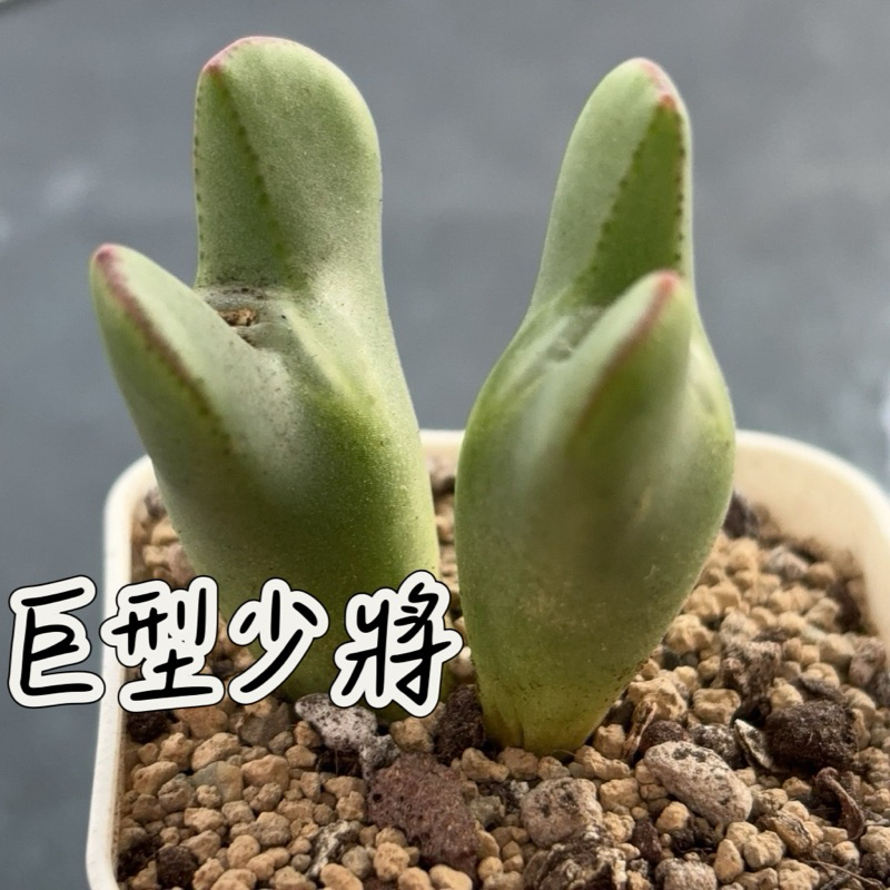 ↠有植感↞▮巨型少將▮番杏科  多肉植物 多肉 生石花 石頭玉 肉椎  室內佈置 植栽 盆栽 觀葉 園藝植物