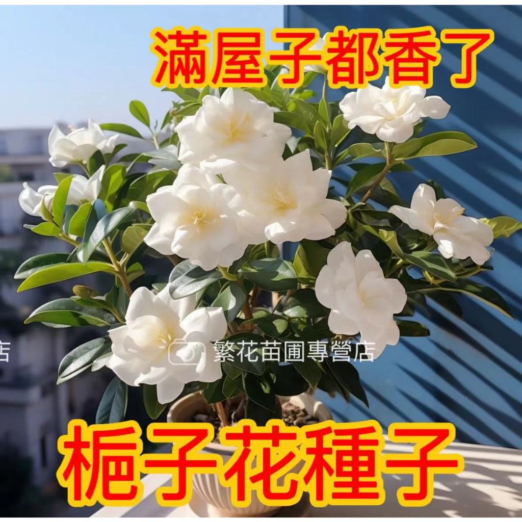 💥💥【濃香型 梔子花盆栽 種子 】多買多送梔子花種子 四季可種新手易種 留香長梔子花盆栽樹苗種子 重瓣梔子花種子發芽率高