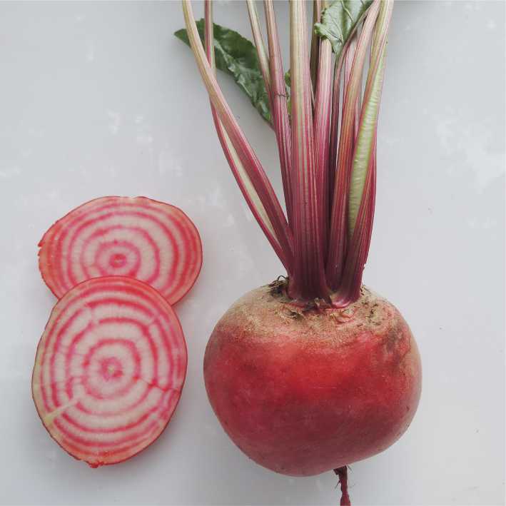 【萌田種子~】I57 粉黛甜菜根種子4.5公克 , 肉質白色帶有粉紅色環狀 , 每包16元~