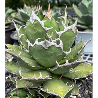 凱薩嚴龍 側芽販售 非組培 含盆寄出 龍舌蘭經典款 AGAVE 嚴龍 甲蟹 塊根植物 多肉植物