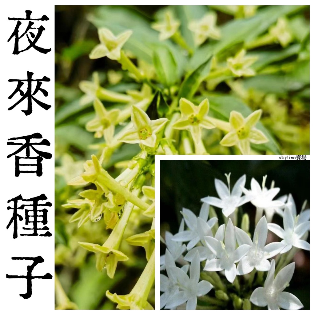 🌱（夜來香種子）夜香花 夜丁香 易活濃香型凈化空氣 花卉室內外驅蚊蟲植物 驅蚊草 好養
