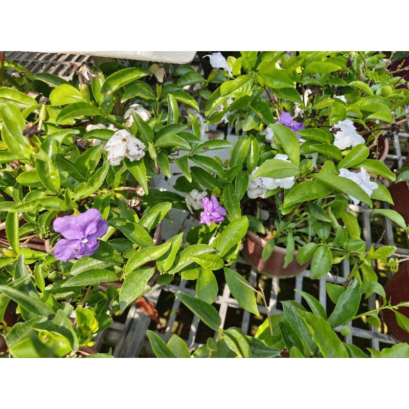 5-6吋盆 [五彩茉莉花盆栽] 花卉變色 紫白雙色 -季節限定-  先問不要下標!!!
