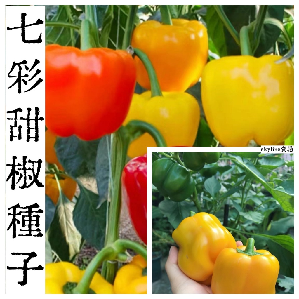 🌱（甜椒種子）五彩甜椒種子 青椒燈籠椒 彩色椒種子 蔬菜種子盆栽種植 四季種植